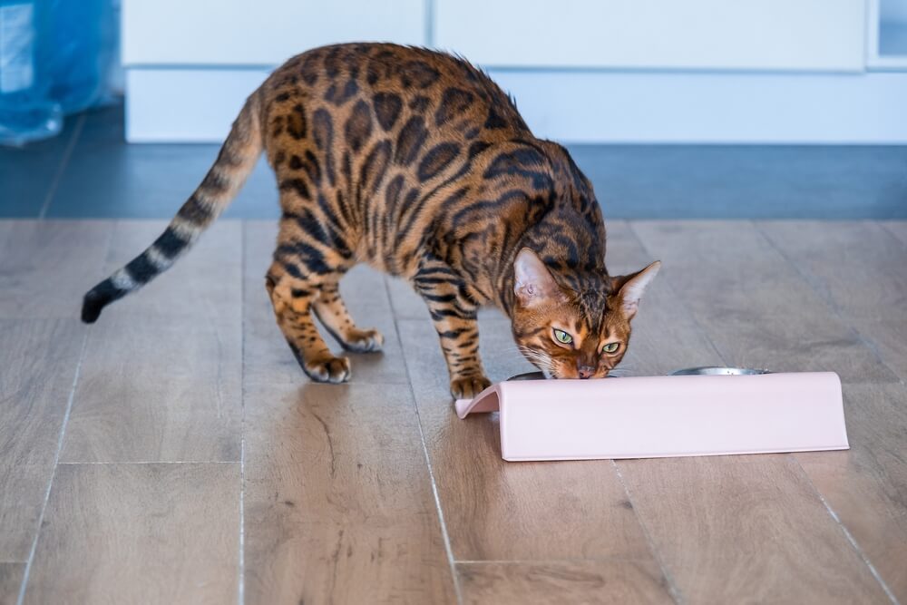 Bellissimo gatto del Bengala mangia cibo da una ciotola