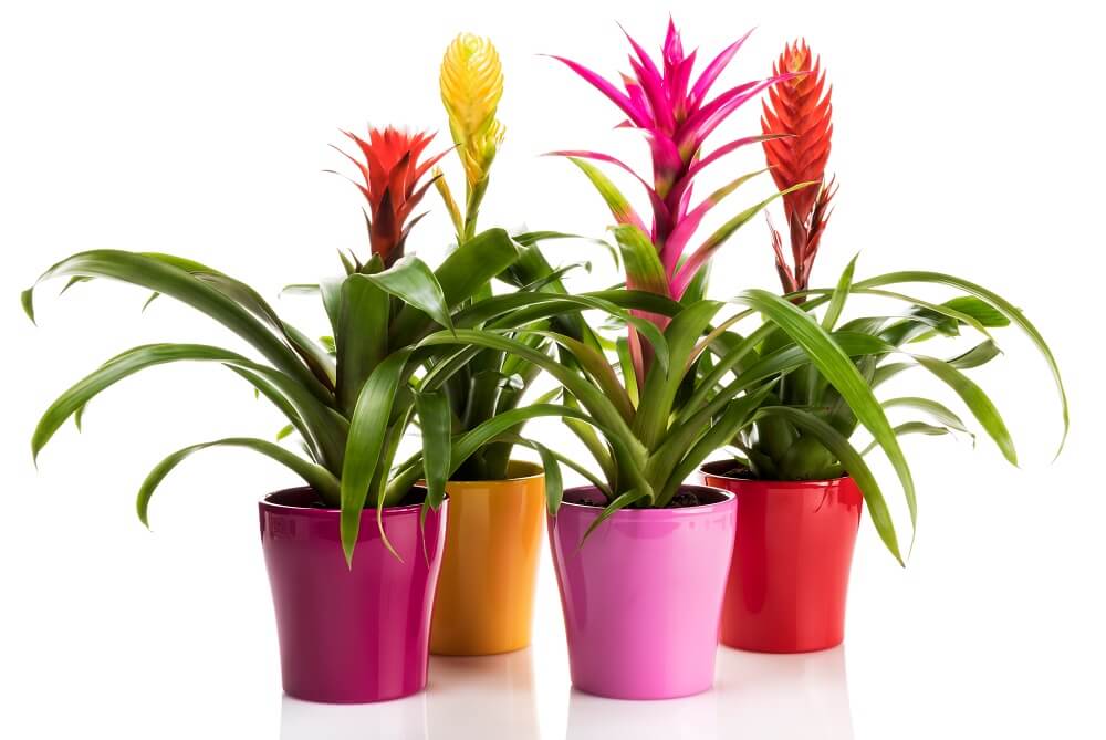 Bromeliacea