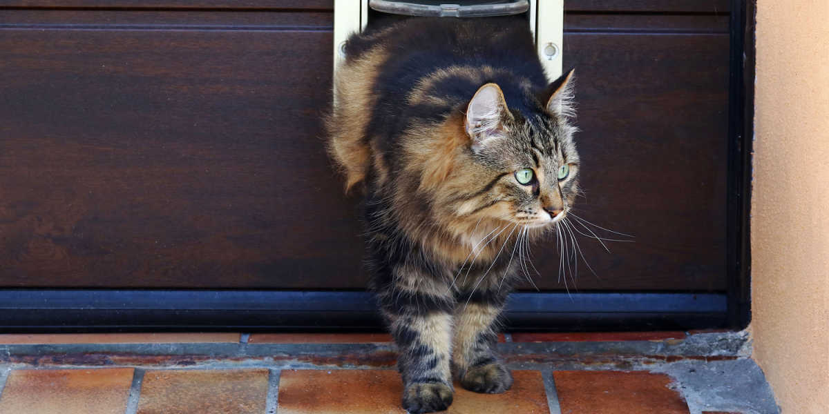 Un gatto curioso sbircia attraverso una gattaiola verso l'esterno, valutando se avventurarsi o meno all'aperto.