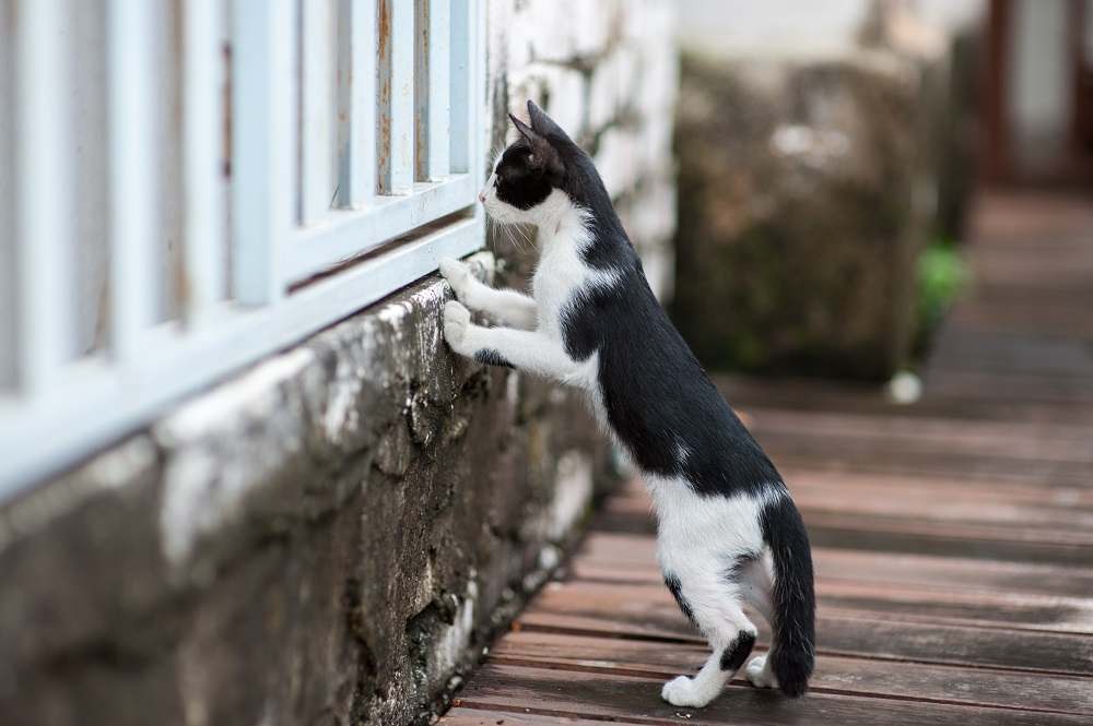 Gatto che guarda attraverso la recinzione