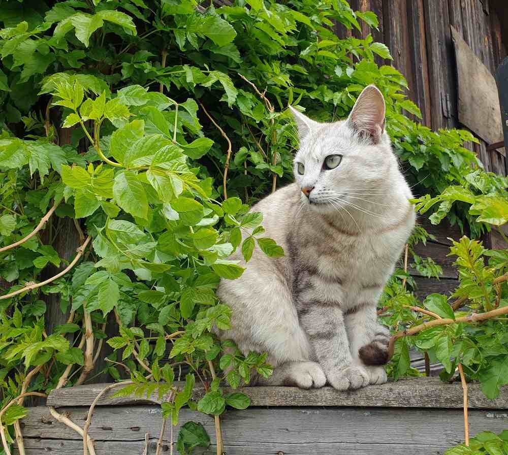 Gatto e una recinzione alta