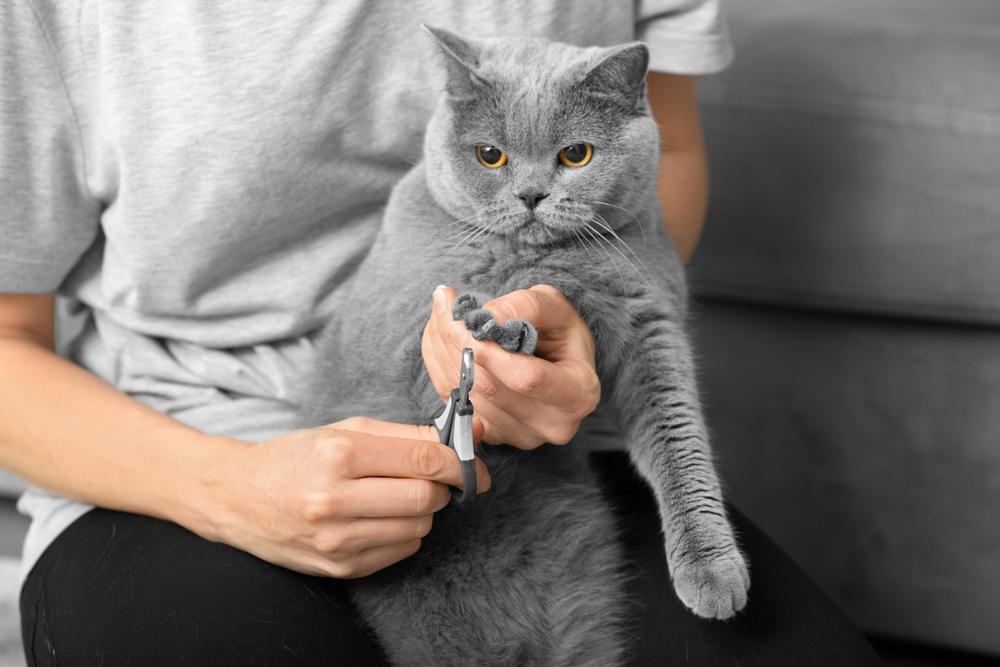 Un gatto a cui un custode umano taglia le unghie, con un approccio attento e cauto per garantire il comfort e la sicurezza del gatto durante la toelettatura.