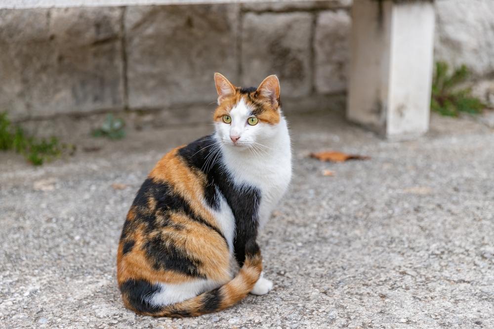 Un gatto seduto sulla strada osserva l'ambiente circostante.