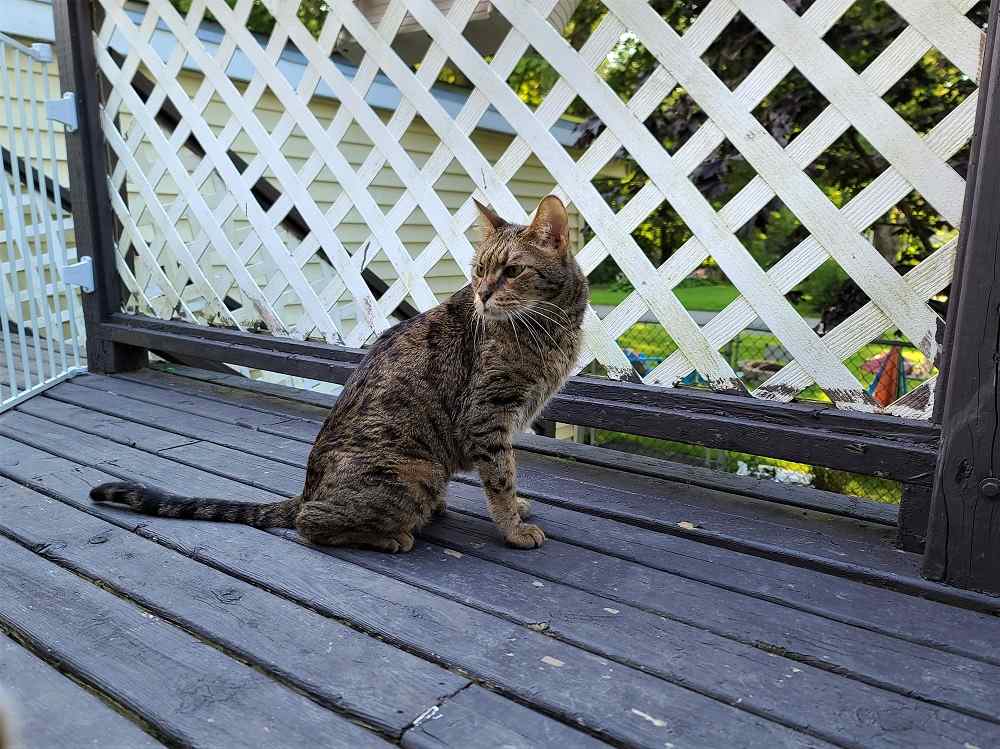 Gatto con cancello chiuso