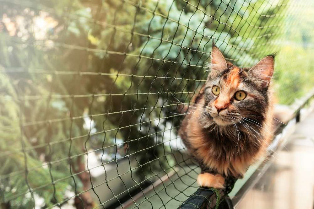 Gatto con recinto protettivo