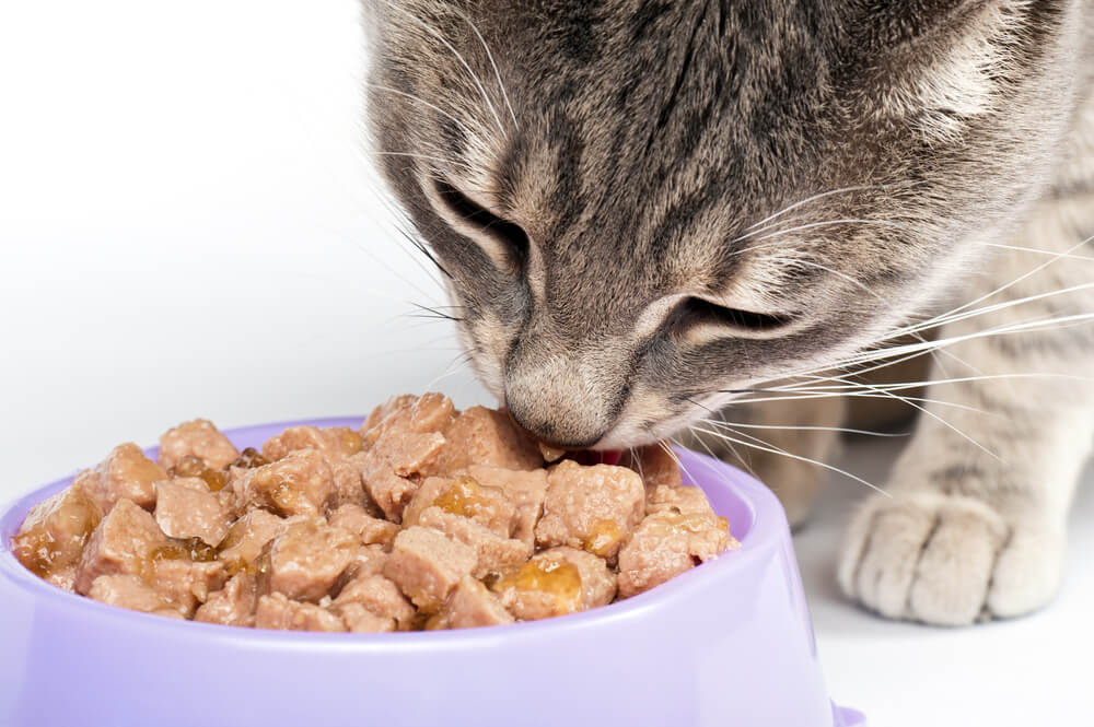 Primo piano di un gatto che mangia cibo da una ciotola