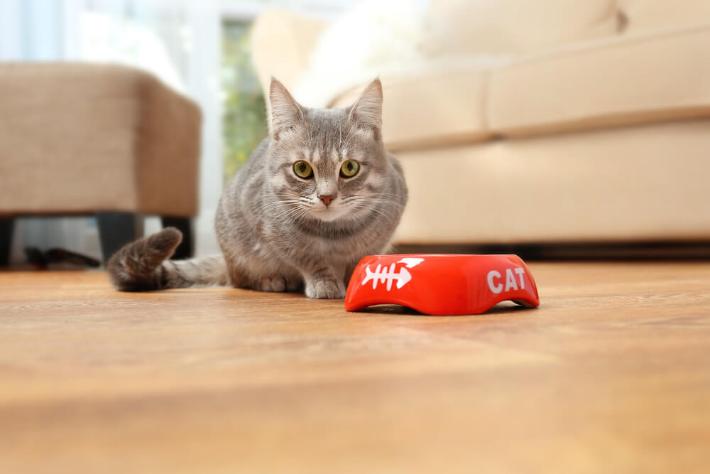 Gatto carino che mangia cibo a casa