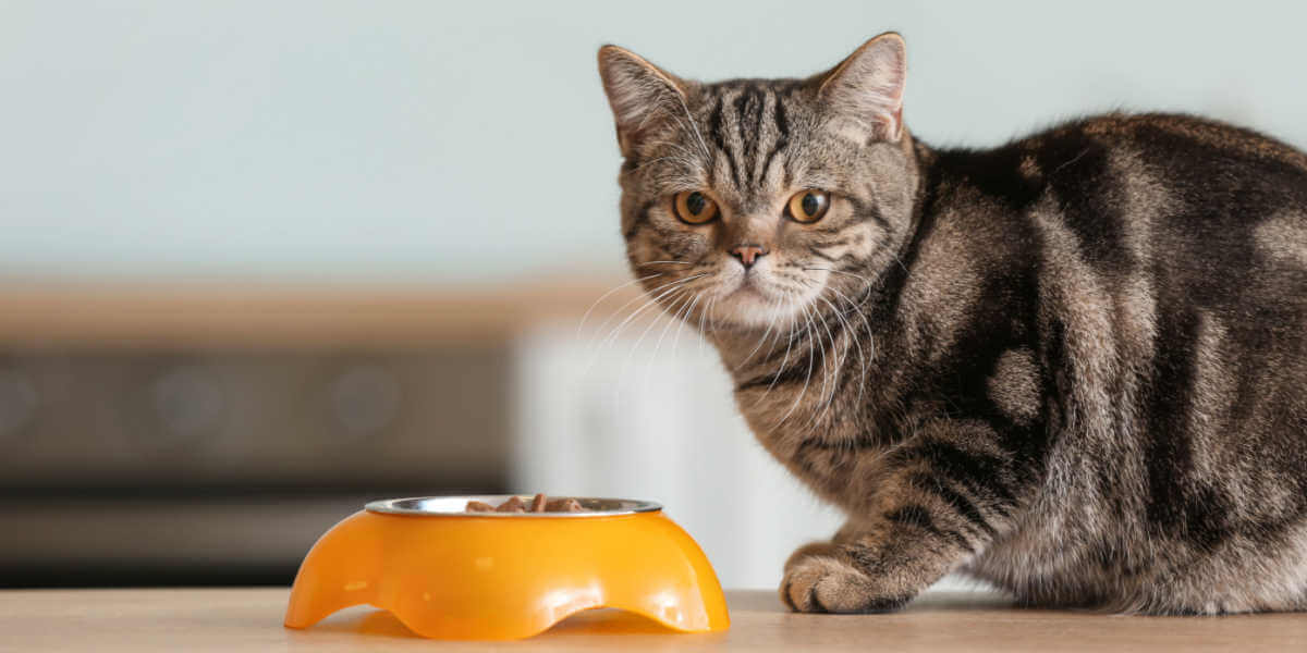 Gatto carino vicino alla ciotola con il cibo