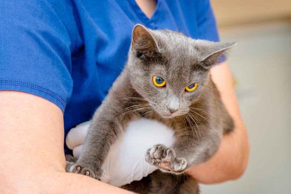 Un'immagine accattivante di un veterinario che tiene in braccio un simpatico gatto birmano in un ambiente clinico, a testimonianza del legame tra un medico premuroso e il suo paziente felino.