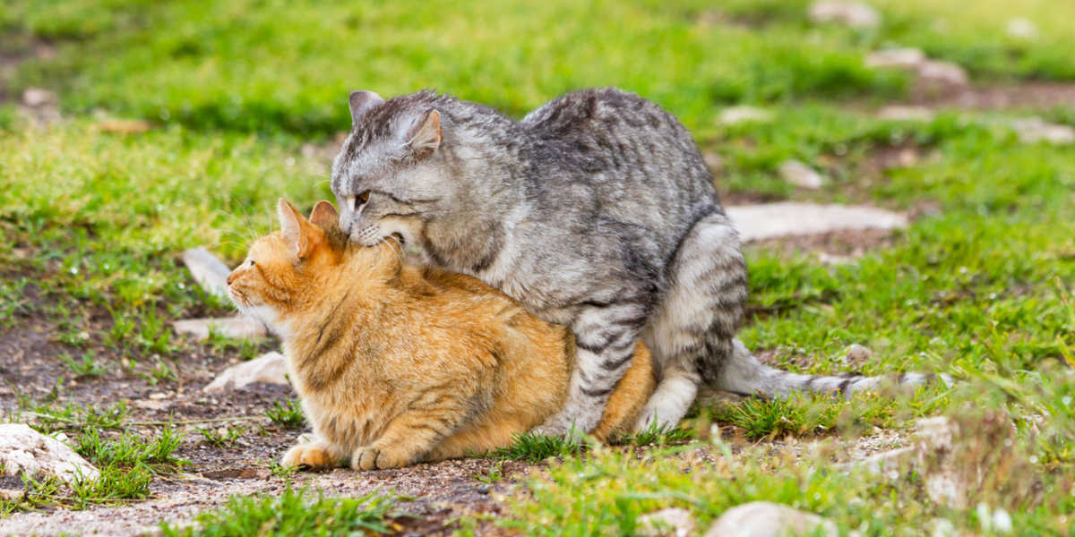 Gatti domestici che si accoppiano