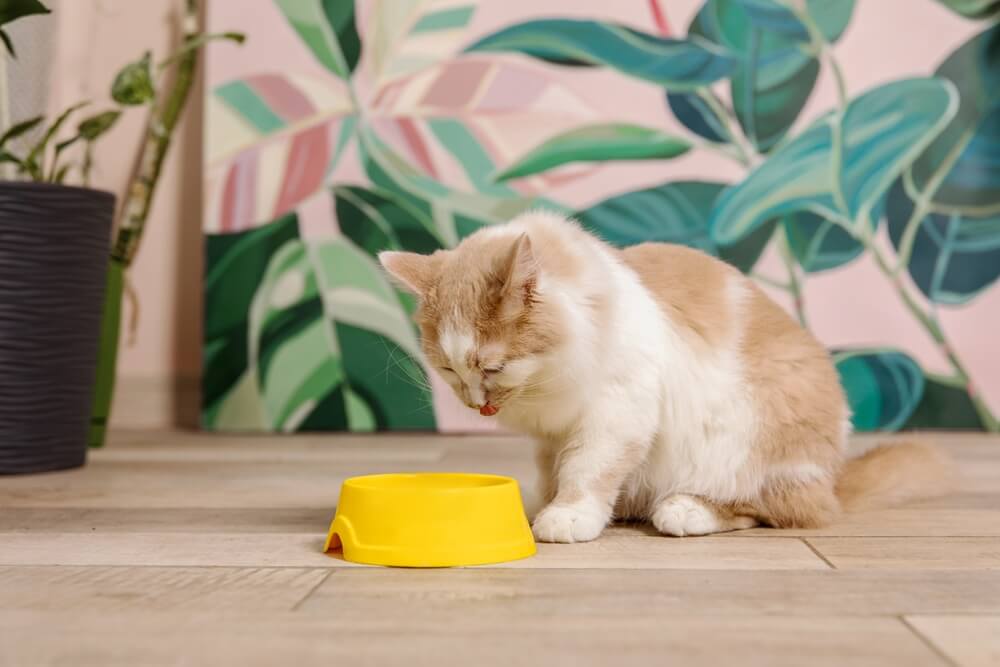 Gatto domestico che mangia da una ciotola