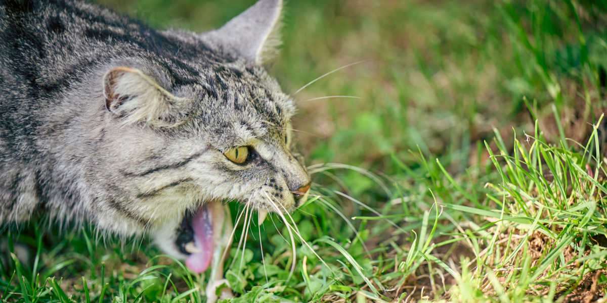 Un gatto domestico fotografato all'esterno, con l'erba sullo sfondo, accanto a un piccolo cumulo di vomito. L'immagine cattura un comportamento comune in cui i gatti possono ingerire erba per indurre il vomito, aiutando potenzialmente la digestione o rimuovendo sostanze indesiderate dal loro stomaco.