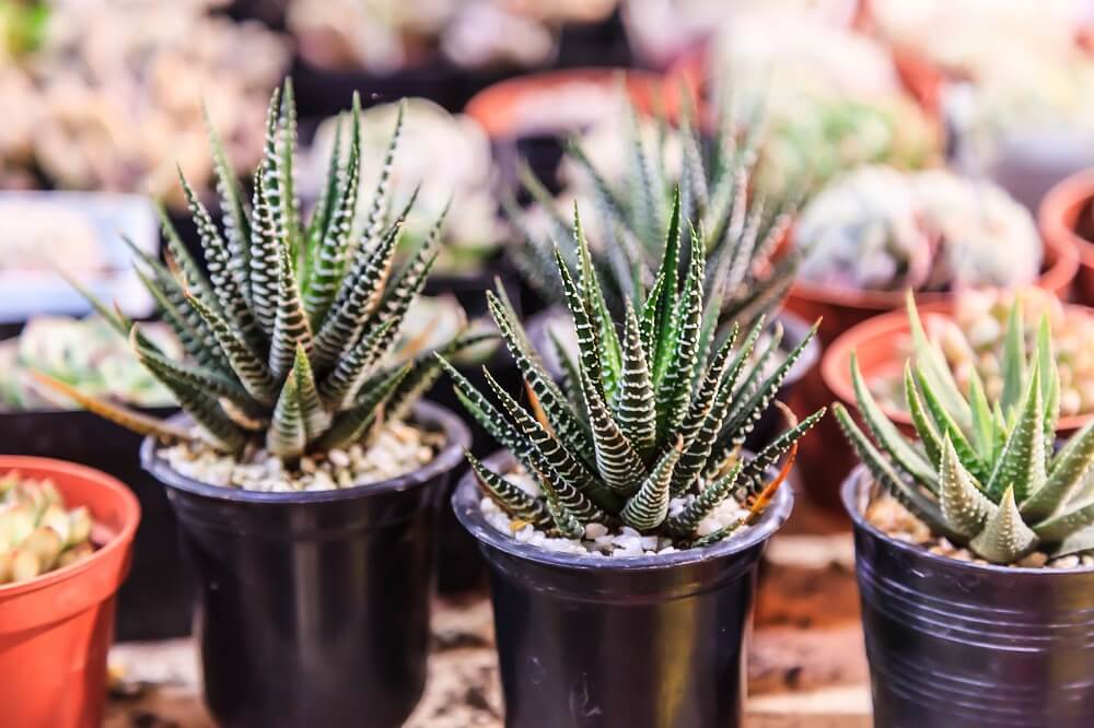 Haworthia