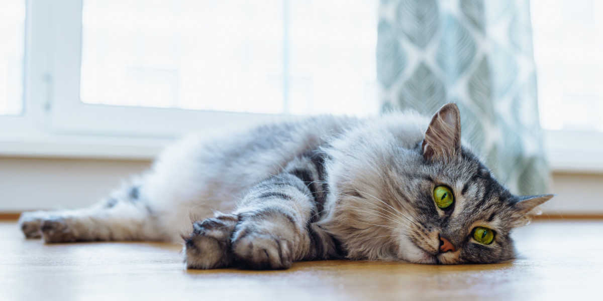 Gatto Maine Coon dagli affascinanti occhi verdi appoggiato su un pavimento in parquet.