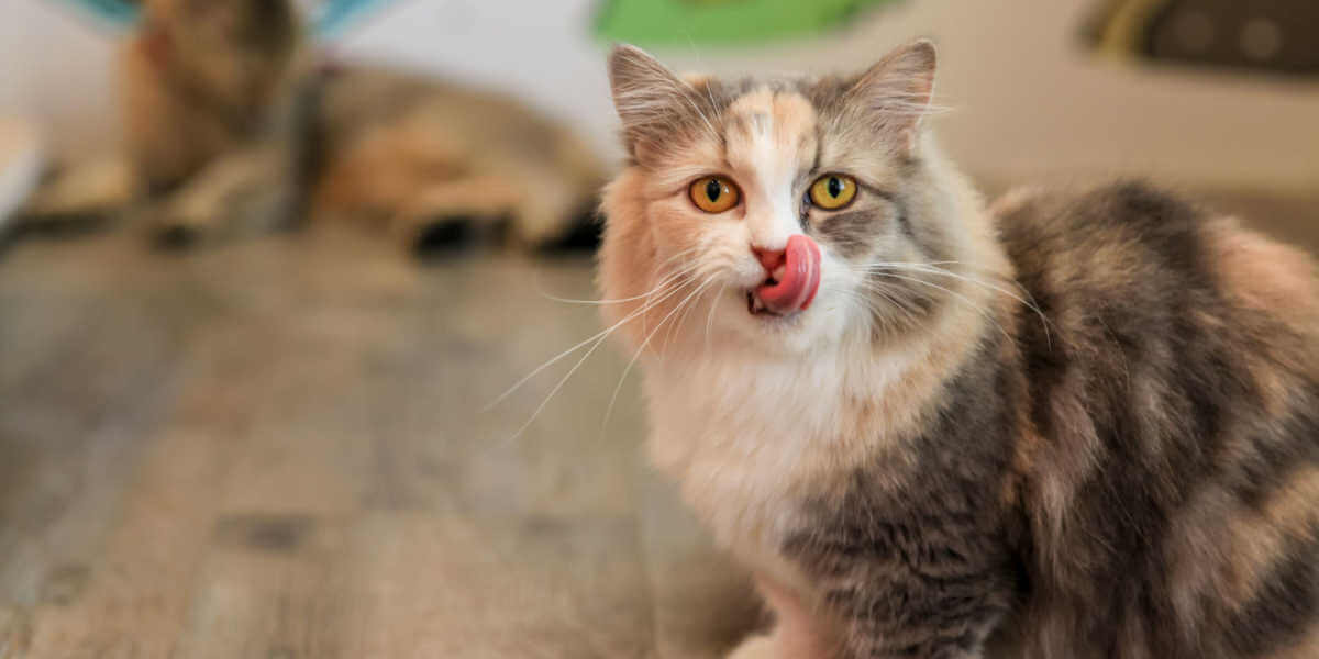 Il gatto 'Munchkin' si lecca le labbra