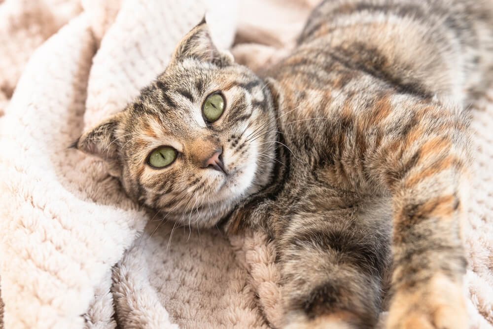 Ritratto di un giovane gatto sdraiato su una soffice coperta