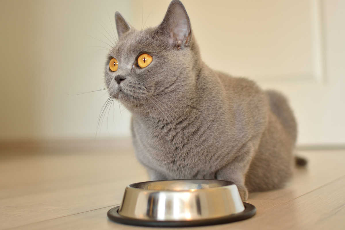 Gatto British Shorthair incinta che mangia