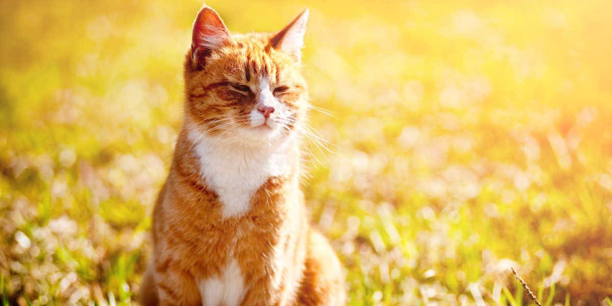 Gatto rosso che strizza gli occhi al sole splendente