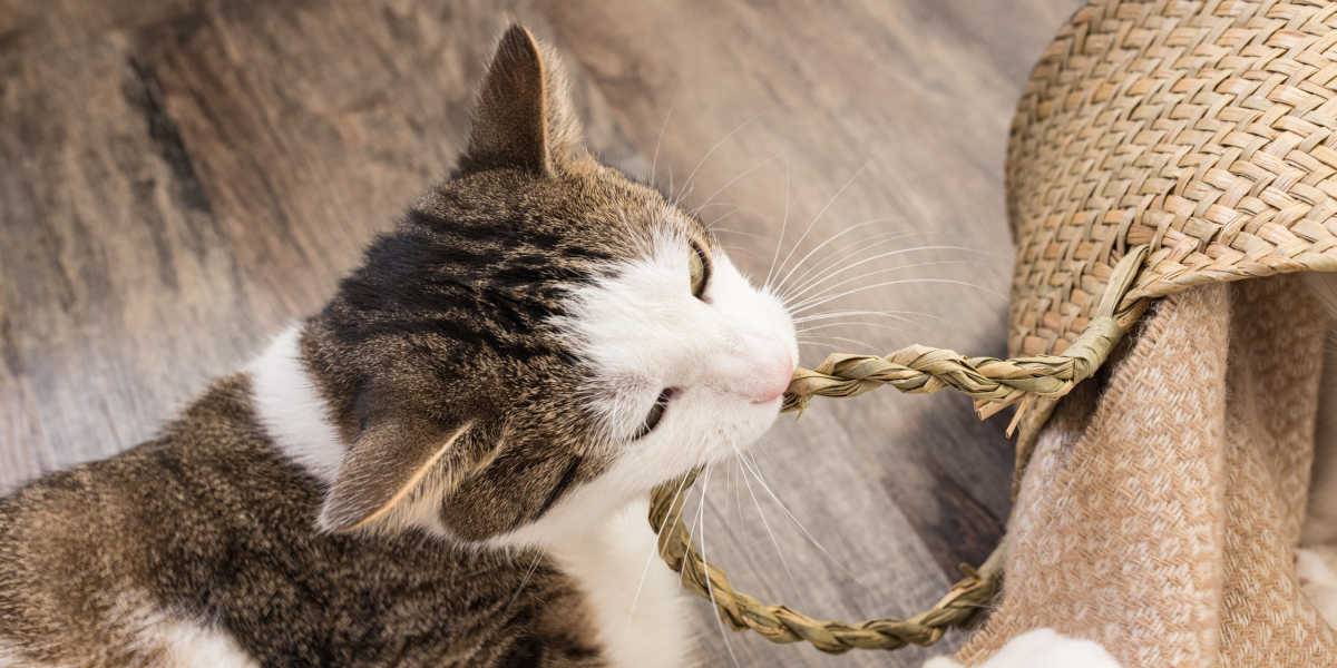 Gatto che mastica il cestino