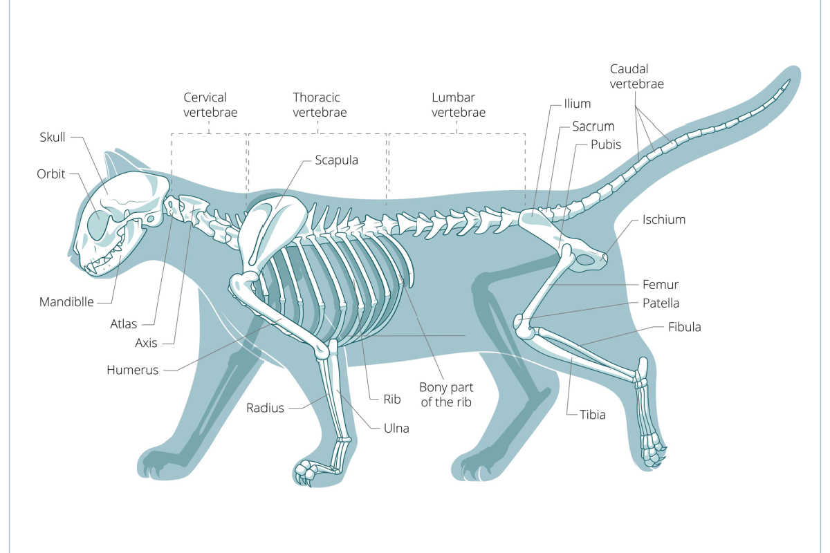 Ossa etichettate dello scheletro del gatto