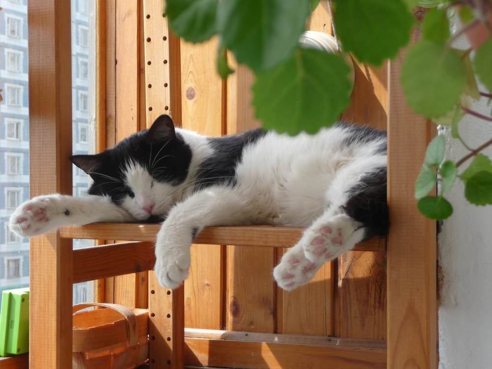 Gatto addormentato sul balcone