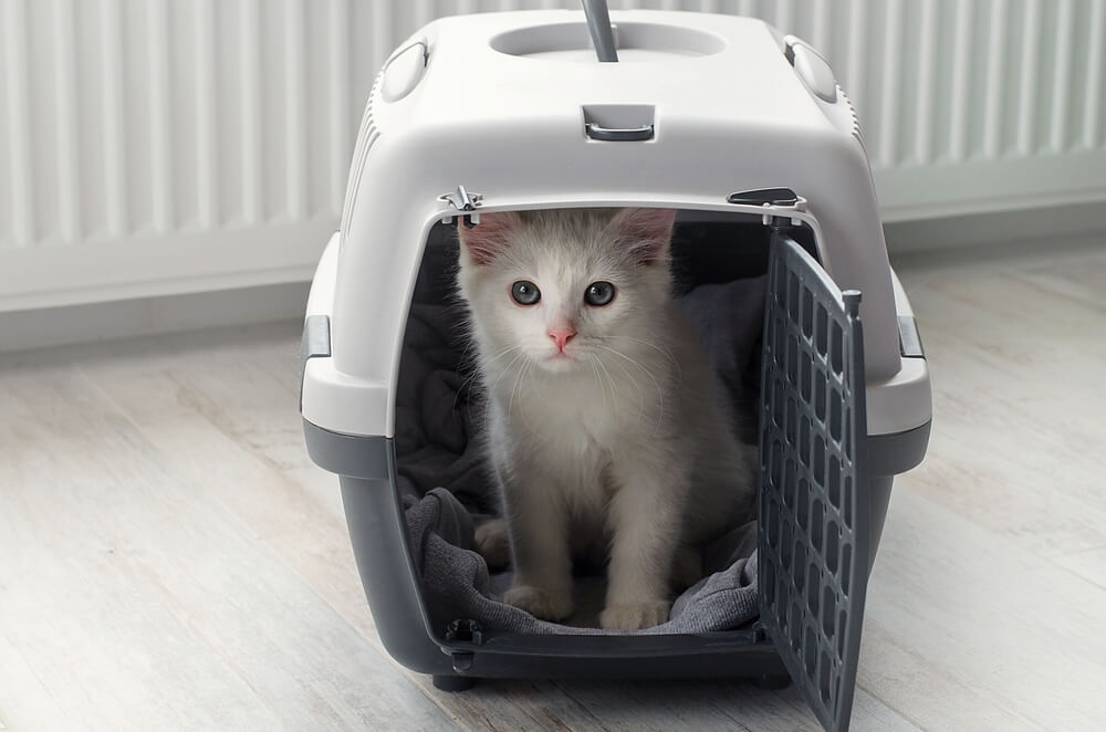 Piccolo gatto bianco e soffice in un trasportino per animali domestici