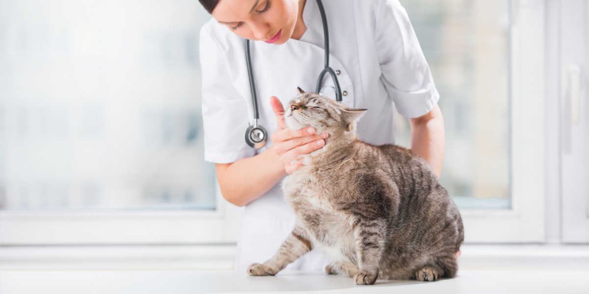 Veterinario che esamina i denti di un gatto