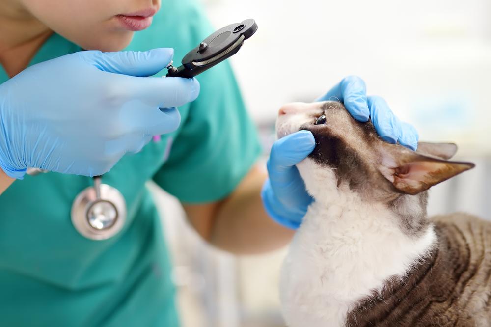 Un attento veterinario esegue un esame della vista su un gatto, utilizzando un oftalmoscopio per valutare attentamente la salute degli occhi del gatto e garantirne il benessere.