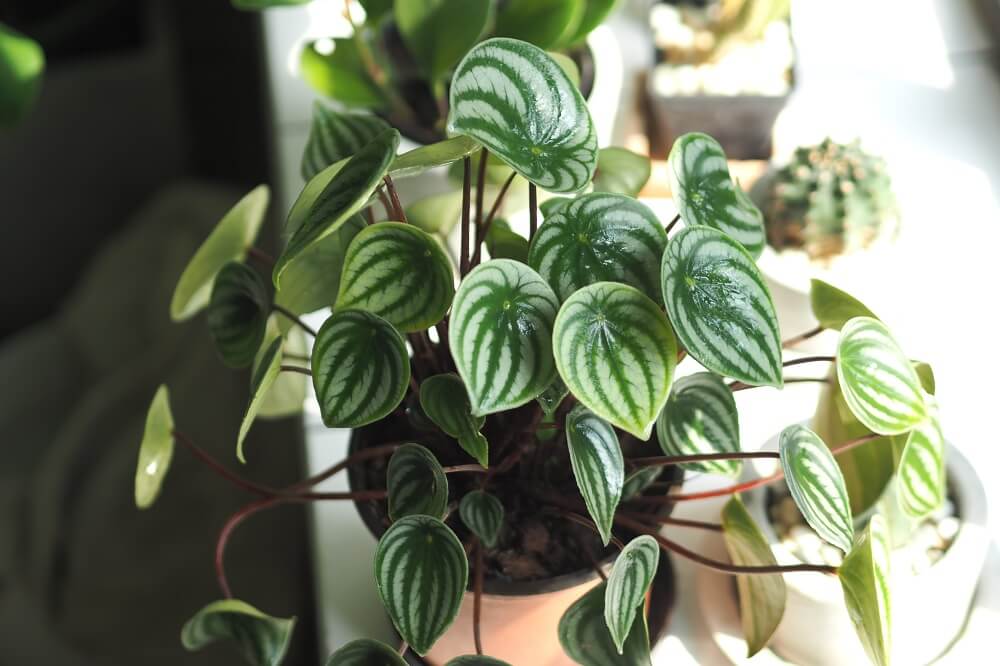 Peperomia anguria