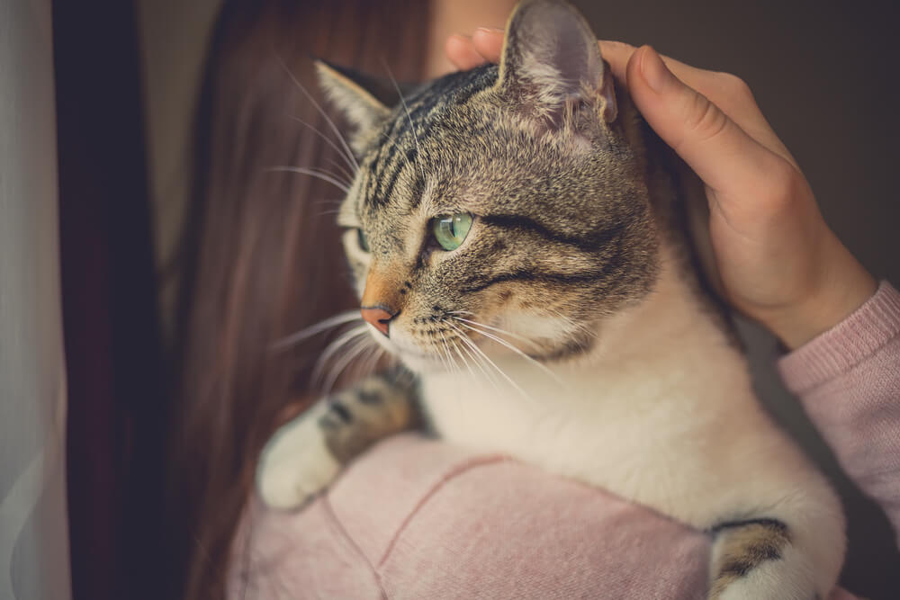 Giovane donna che tiene in braccio affettuosamente un gatto.