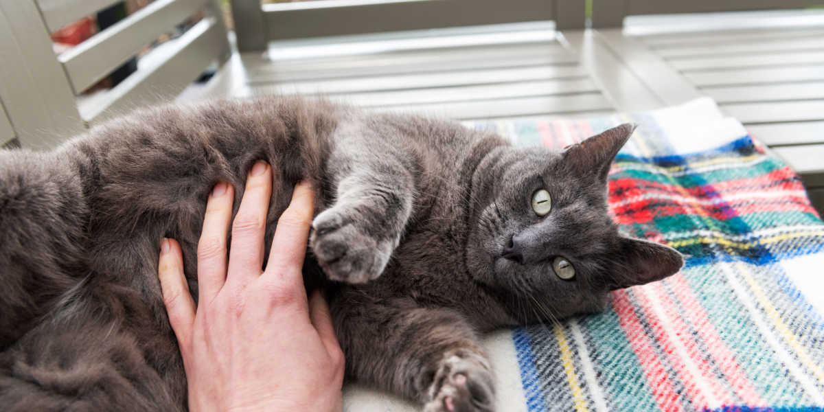 Senti la pancia del gatto grigio