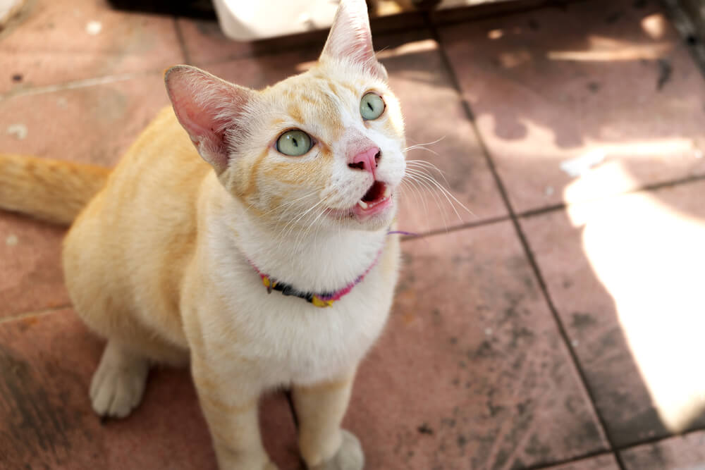 Un'immagine accattivante che ritrae un gatto nell'atto di miagolare, con la bocca spalancata e le corde vocali impegnate, mentre comunica attraverso il suo linguaggio felino, distinto ed espressivo.