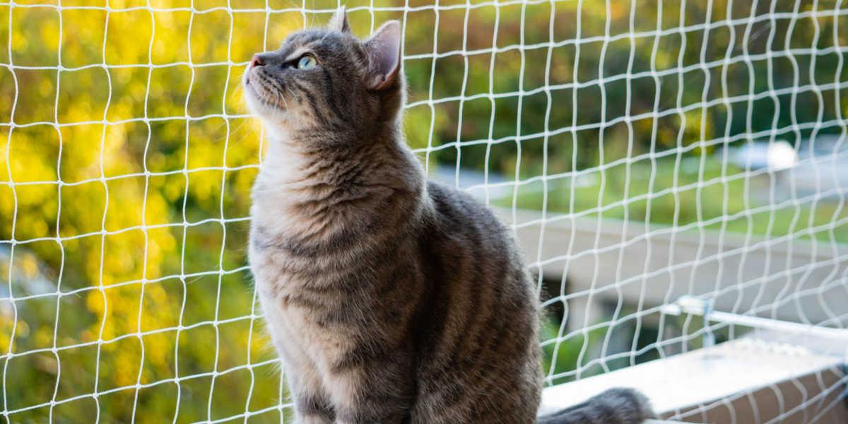 Un gatto sul balcone che si gode la vista e l'aria fresca.