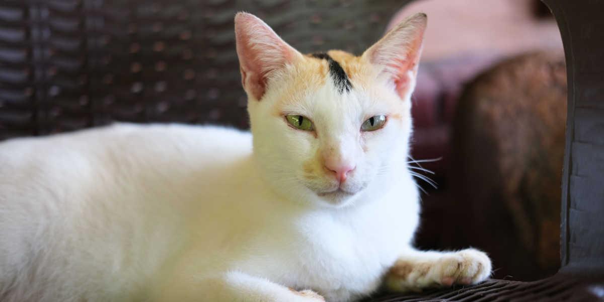 Un gatto sicuro di sé e dall'aspetto intenso, seduto su una panchina, che guarda con un'espressione fiera sul muso, emanando una forte aura di indipendenza e determinazione.