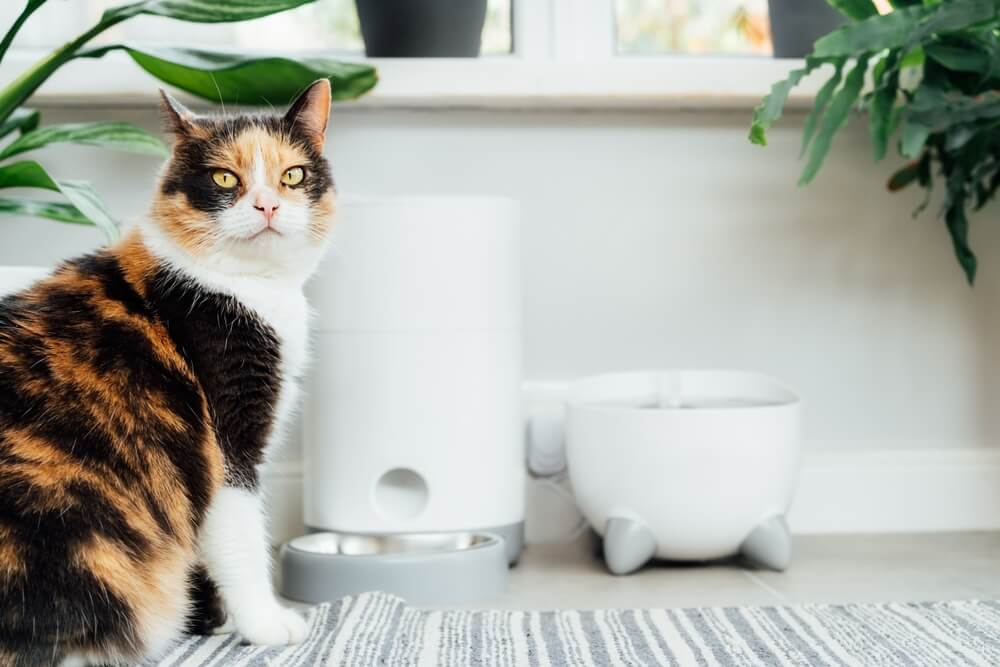 gatto in attesa del cibo vicino alla mangiatoia intelligente