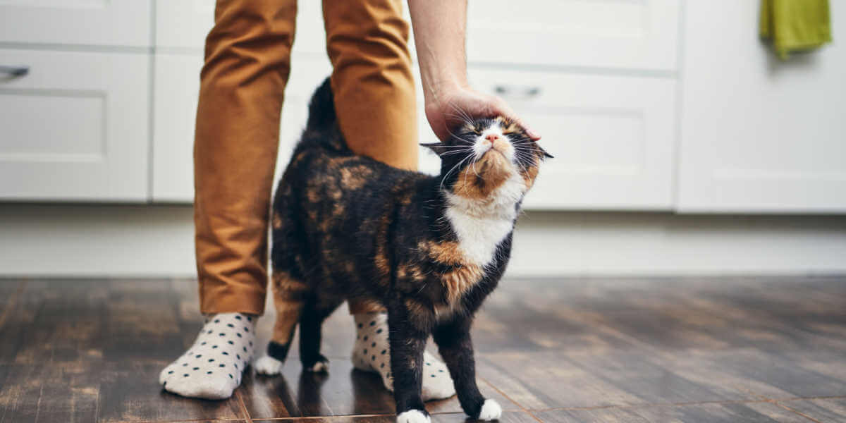 gatto che si muove tra le gambe di una persona