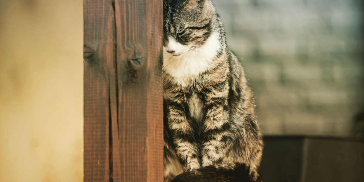 gatto che preme la testa contro il muro