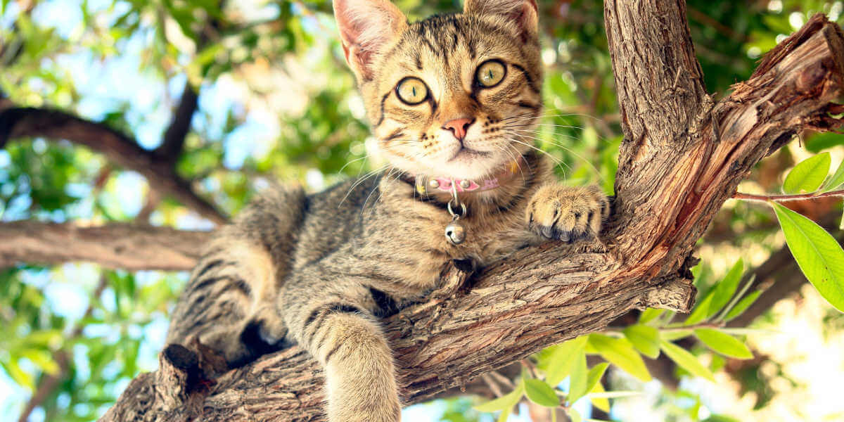 gatto su un albero