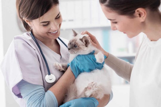 Il gatto non si fida di me dopo la visita dal veterinario: è normale?
