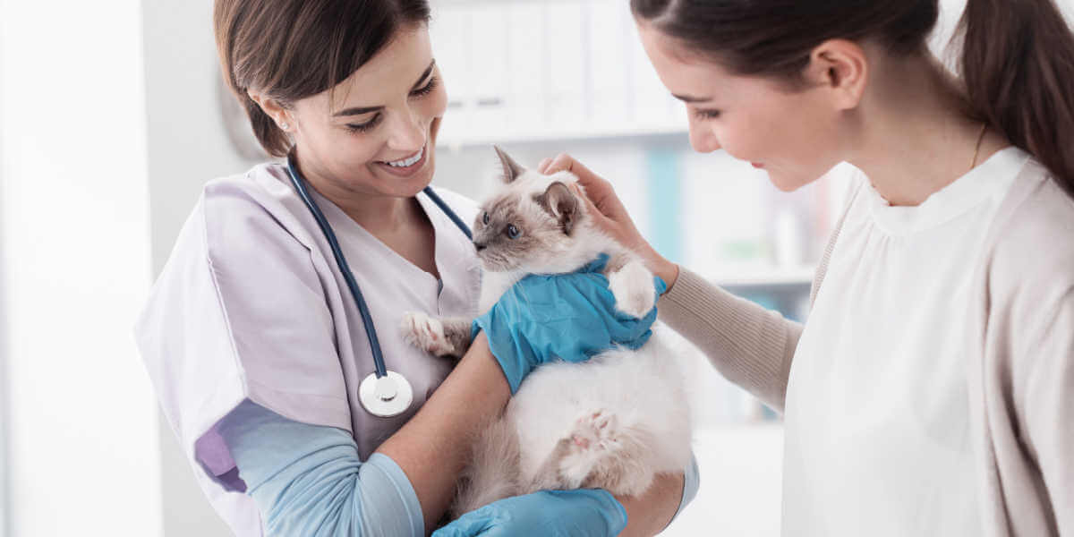 veterinario che tiene in braccio un bellissimo gatto dopo la visita