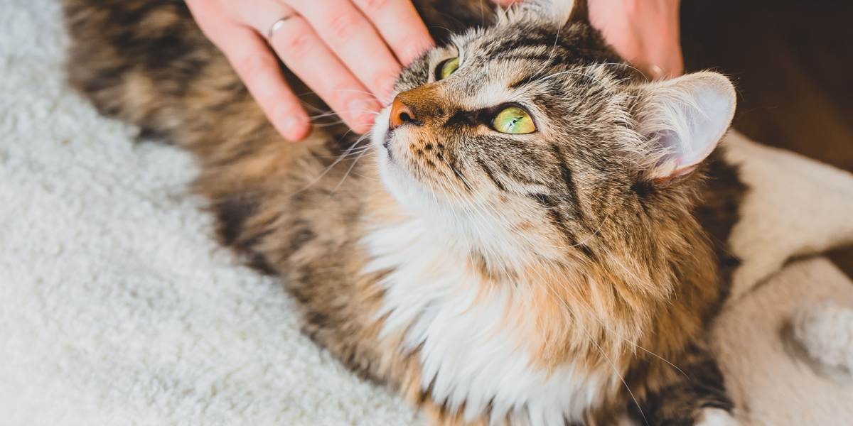 Una foto che immortala la schiena di un gatto in preda a un sussulto, mettendo in mostra l'intrigante azione riflessa spesso innescata da stimoli sensoriali, creando un momento di curiosità e movimento.