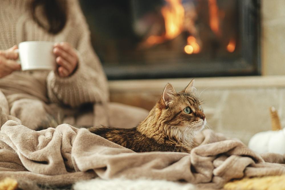 Gatto carino sdraiato su una coperta accogliente