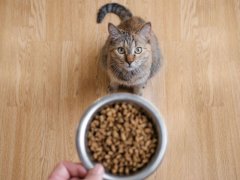 A male hand holding a handful of dry cat food pellets.