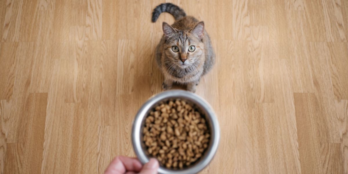 Una mano maschile che tiene una manciata di pellet di cibo secco per gatti.