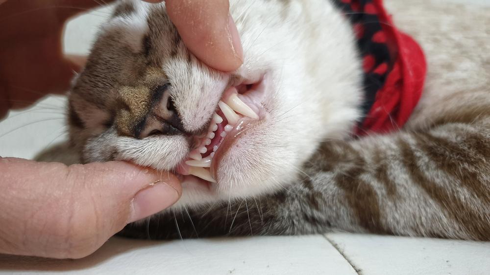 Mano del proprietario che apre la bocca di un gatto adulto