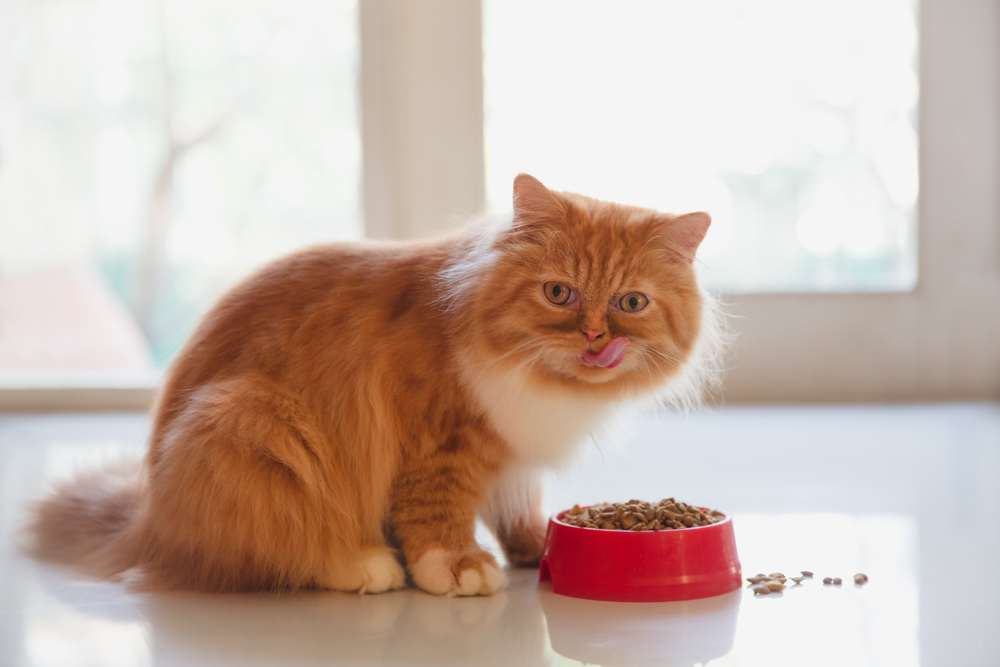 Un regale gatto persiano che gusta delicatamente un pasto di cibo secco per gatti.