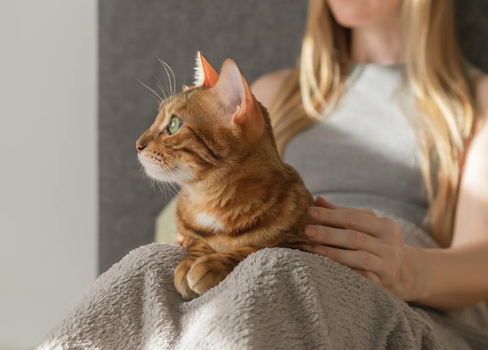 Il gatto domestico si trova sulle ginocchia del suo padrone