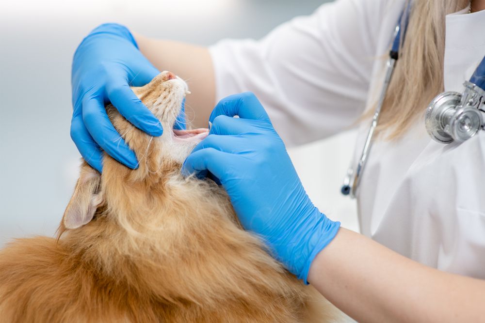 Il veterinario controlla la bocca del gatto Maine Coon