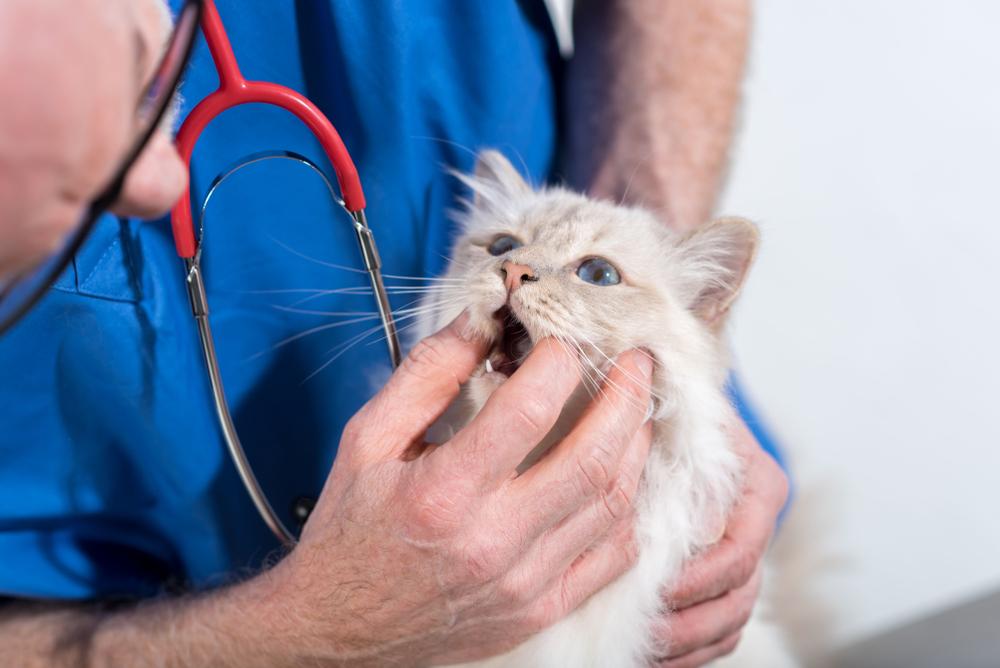 Veterinario che esamina i denti del gatto