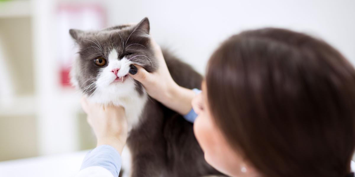 Veterinario che esamina i denti di un gatto persiano